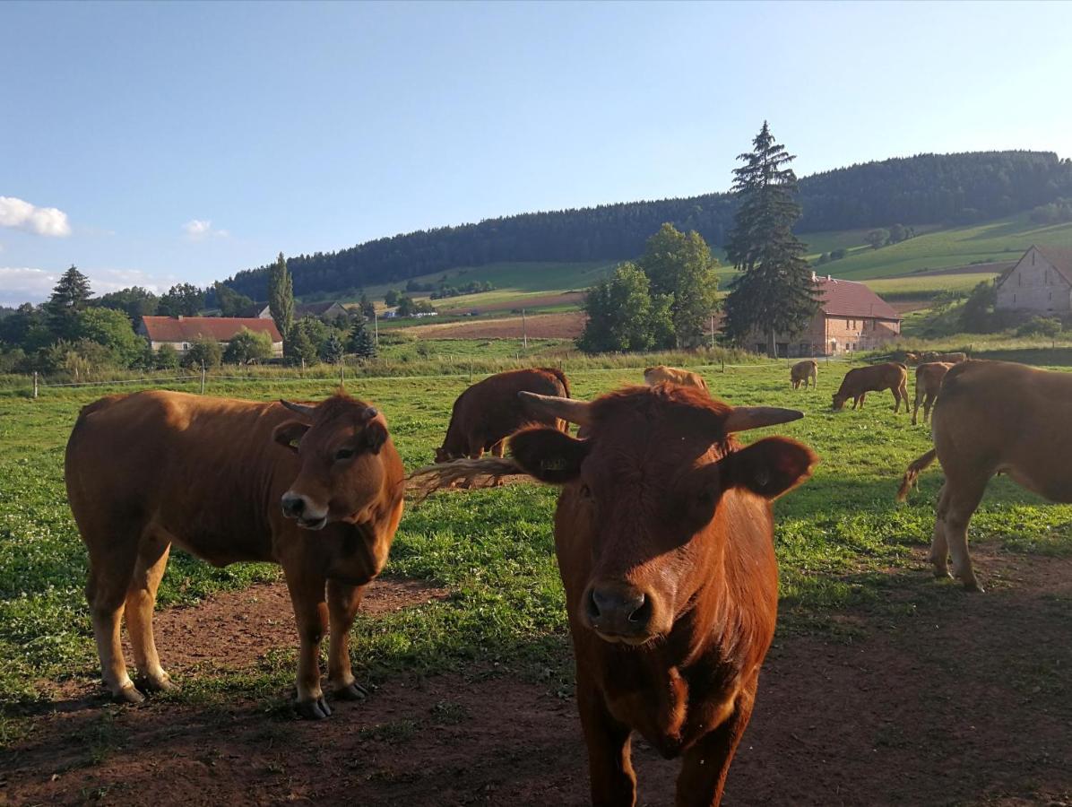 Agroturystyka "U Kasi" Scinawka Gorna Экстерьер фото